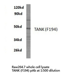 TANK Antibody - Western blot of TANK (F194) pAb in extracts from raw264.7 cells.