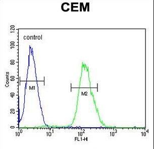 TANK2 / TNKS2 Antibody - Tnks 2 Antibody flow cytometry of CEM cells (right histogram) compared to a negative control cell (left histogram). FITC-conjugated goat-anti-rabbit secondary antibodies were used for the analysis.