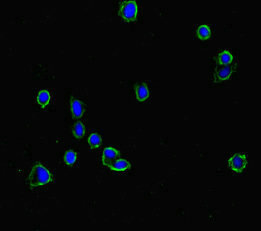 TANK2 / TNKS2 Antibody - Immunofluorescent analysis of HepG2 cells diluted at 1:100 and Alexa Fluor 488-congugated AffiniPure Goat Anti-Rabbit IgG(H+L)