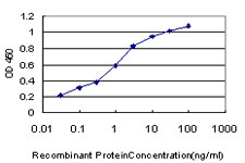 TAOK1 / TAO1 Antibody - Detection limit for recombinant GST tagged TAOK1 is approximately 0.03 ng/ml as a capture antibody.