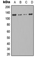 TAOK1 / TAO1 Antibody - Western blot analysis of TAO1 expression in 293T (A); HeLa (B); NIH3T3 (C); mouse brain (D) whole cell lysates.