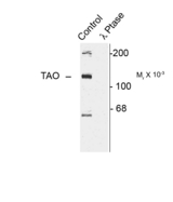 TAOK2 / TAO2 Antibody - Western blot of rat cortex lysate showing specific immunolabeling of the ~120k TAO2 phosphorylated at Ser181 (Control). The phosphospecificity of this labeling is shown in the second lane (lambda-phosphatase: l-Ptase). The blot is identical to the control except that it was incubated in l-Ptase (1200 units for 30 min) before being exposed to the Anti-Ser181 TAO2. The immunolabeling is completely eliminated by treatment with l-Ptase.