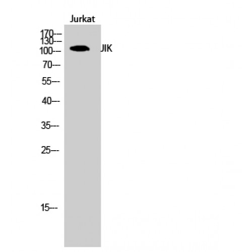 TAOK3 / JIK Antibody - Western blot of JIK antibody