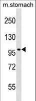 TAOK3 / JIK Antibody - Mouse Taok3 Antibody western blot of mouse stomach tissue lysates (35 ug/lane). The Taok3 antibody detected the Taok3 protein (arrow).