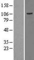 TAOK3 / JIK Protein - Western validation with an anti-DDK antibody * L: Control HEK293 lysate R: Over-expression lysate