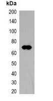 TAP Tag Antibody - Western blot analysis of over-expressed TAP-tagged protein in 293T cell lysate.