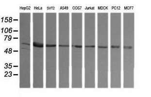 TAPBPL / TAPBPR Antibody - Western blot of extracts (35 ug) from 9 different cell lines by using g anti-TAPBPL monoclonal antibody (HepG2: human; HeLa: human; SVT2: mouse; A549: human; COS7: monkey; Jurkat: human; MDCK: canine; PC12: rat; MCF7: human).