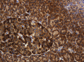 TAPBPL / TAPBPR Antibody - IHC of paraffin-embedded Human pancreas tissue using anti-TAPBPL mouse monoclonal antibody.