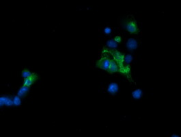TAPBPL / TAPBPR Antibody - Anti-TAPBPL mouse monoclonal antibody immunofluorescent staining of COS7 cells transiently transfected by pCMV6-ENTRY TAPBPL.