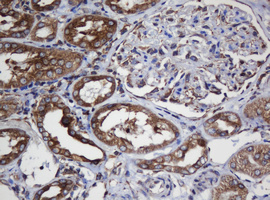 TAPBPL / TAPBPR Antibody - IHC of paraffin-embedded Human Kidney tissue using anti-TAPBPL mouse monoclonal antibody.