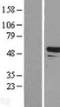 TAPBPL / TAPBPR Protein - Western validation with an anti-DDK antibody * L: Control HEK293 lysate R: Over-expression lysate