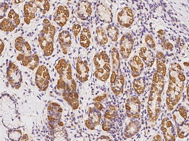TAPT1 Antibody - Immunochemical staining of human TAPT1 in human stomach with rabbit polyclonal antibody at 1:100 dilution, formalin-fixed paraffin embedded sections.