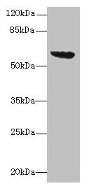 tar Antibody - Western blot All lanes: Methyl-accepting chemotaxis protein II antibody at 16µg/ml + DH5&alpha; whole cell lysate Secondary Goat polyclonal to rabbit IgG at 1/10000 dilution Predicted band size: 60 kDa Observed band size: 60 kDa