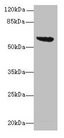 tar Antibody - Western blot All lanes: Methyl-accepting chemotaxis protein II antibody at 16µg/ml + DH5&alpha; whole cell lysate Secondary Goat polyclonal to rabbit IgG at 1/10000 dilution Predicted band size: 60 kDa Observed band size: 60 kDa