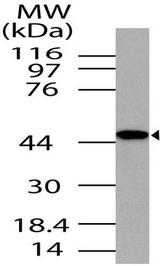 TARBP2 / TRBP2 Antibody - Fig-1: Western blot analysis of TRBP. Anti-TRBP antibody  was used at 6 µg/ml on Hela lysate.