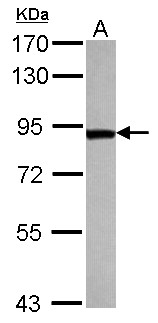 TARS Antibody - Sample (30 ug of whole cell lysate) A: HeLa 7.5% SDS PAGE TARS antibody diluted at 1:2000