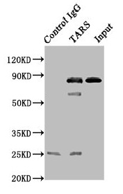 TARS Antibody - Immunoprecipitating TARS in A549 whole cell lysate Lane 1: Rabbit control IgG instead of TARS Antibody in A549 whole cell lysate.For western blotting, a HRP-conjugated Protein G antibody was used as the secondary antibody (1/2000) Lane 2: TARS Antibody (8µg) + A549 whole cell lysate (500µg) Lane 3: A549 whole cell lysate (10µg)