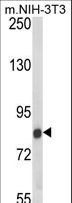TARSL2 Antibody - Western blot of TARSL2 Antibody in NIH-3T3 cell line lysates (35 ug/lane). TARSL2 (arrow) was detected using the purified antibody.