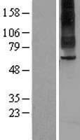 TAS1R2 / T1R2 Protein - Western validation with an anti-DDK antibody * L: Control HEK293 lysate R: Over-expression lysate