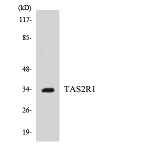 TAS2R1 Antibody - Western blot analysis of the lysates from K562 cells using TAS2R1 antibody.