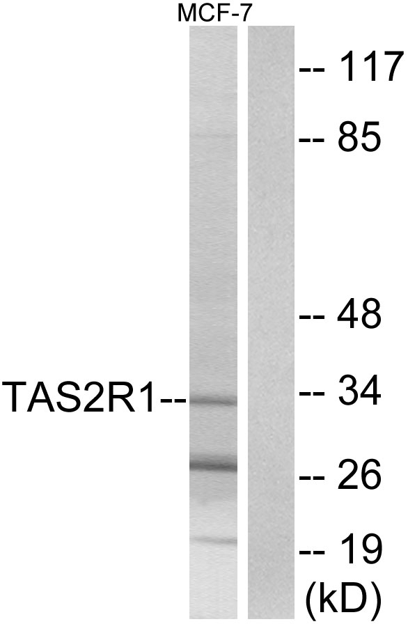TAS2R1 Antibody - Western blot analysis of lysates from MCF-7 cells, using TAS2R1 Antibody. The lane on the right is blocked with the synthesized peptide.
