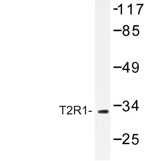 TAS2R1 Antibody - Western blot of T2R1 (D45) pAb in extracts from MCF-7 cells.