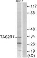 TAS2R1 Antibody - Western blot analysis of extracts from MCF-7 cells, using TAS2R1 antibody.