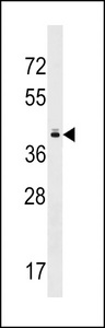 TAS2R10 / TRB2 Antibody - TAS2R10 Antibody western blot of MDA-MB453 cell line lysates (35 ug/lane). The TAS2R10 antibody detected the TAS2R10 protein (arrow).