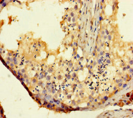 TAS2R14 / TRB1 Antibody - Immunohistochemistry of paraffin-embedded human testis tissue using TAS2R14 Antibody at dilution of 1:100