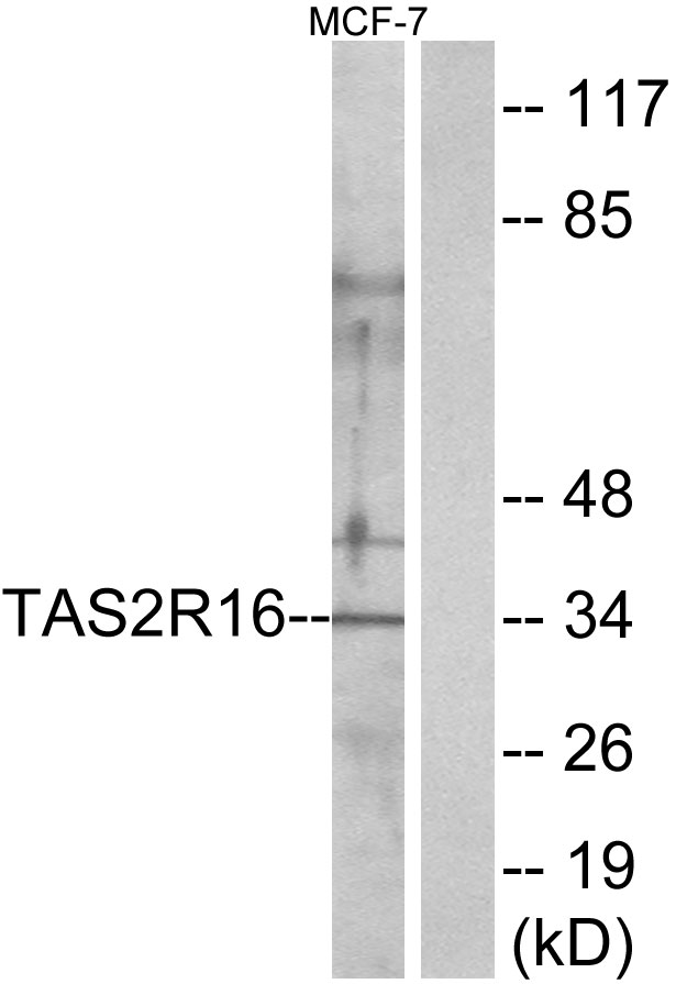 TAS2R16 / T2R16 Antibody - Western blot analysis of lysates from MCF-7 cells, using TAS2R16 Antibody. The lane on the right is blocked with the synthesized peptide.