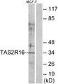 TAS2R16 / T2R16 Antibody - Western blot analysis of extracts from MCF-7 cells, using TAS2R16 antibody.