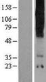 TAS2R16 / T2R16 Protein - Western validation with an anti-DDK antibody * L: Control HEK293 lysate R: Over-expression lysate