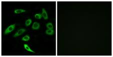TAS2R3 Antibody - Immunofluorescence analysis of A549 cells, using TAS2R3 Antibody. The picture on the right is blocked with the synthesized peptide.