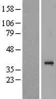 TAS2R3 Protein - Western validation with an anti-DDK antibody * L: Control HEK293 lysate R: Over-expression lysate