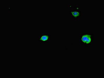 TAS2R38 Antibody - Immunofluorescent analysis of HepG2 cells diluted at 1:100 and Alexa Fluor 488-congugated AffiniPure Goat Anti-Rabbit IgG(H+L)