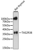TAS2R38 Antibody - Western blot analysis of extracts of rat thymus, using TAS2R38 antibody at 1:1000 dilution. The secondary antibody used was an HRP Goat Anti-Rabbit IgG (H+L) at 1:10000 dilution. Lysates were loaded 25ug per lane and 3% nonfat dry milk in TBST was used for blocking. An ECL Kit was used for detection and the exposure time was 90s.