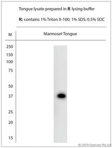 TAS2R38 Antibody - WB on marmoset tongue lysate. Blocking: 1% LFDM for 30 min at RT; primary antibody: dilution 1:1000 incubated overnight at 4°C.
