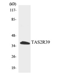 TAS2R39 Antibody - Western blot analysis of the lysates from HepG2 cells using TAS2R39 antibody.