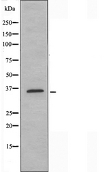 TAS2R39 Antibody - Western blot analysis of extracts of HepG2 cells using TAS2R39 antibody.