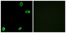 TAS2R39 Antibody - Peptide - + Immunofluorescence analysis of A549 cells, using TAS2R39 antibody.