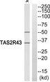 TAS2R43 Antibody - Western blot analysis of extracts from Jurkat cells, using TAS2R43 antibody.