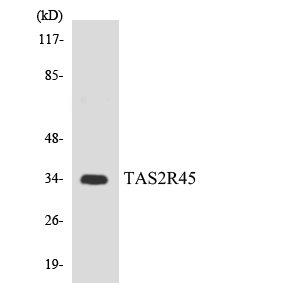 TAS2R45 Antibody - Western blot analysis of the lysates from HepG2 cells using TAS2R45 antibody.