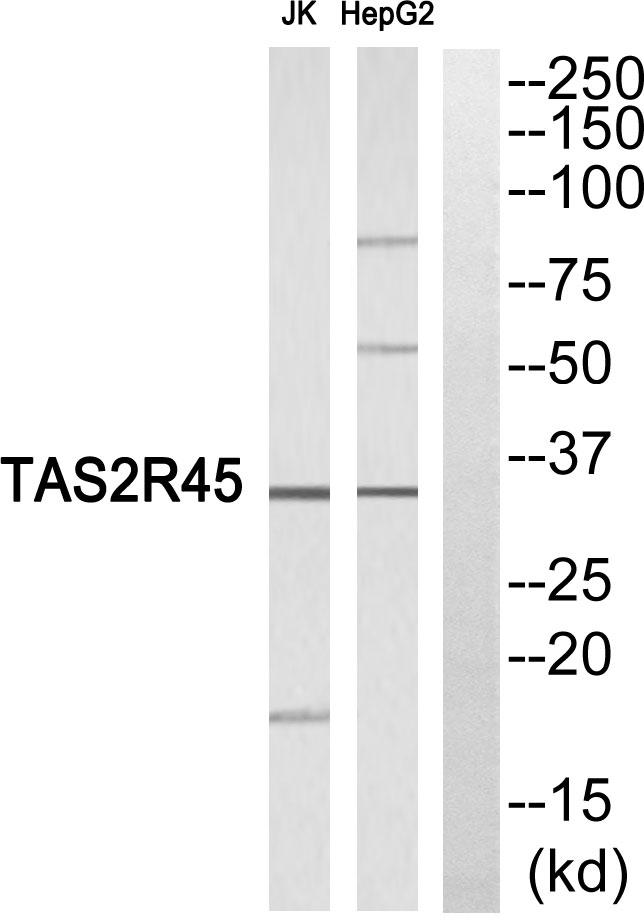 TAS2R45 Antibody - Western blot analysis of extracts from Jurkat cells and HepG2 cells, using TAS2R45 antibody.