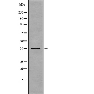 TAS2R47 / TAS2R30 Antibody - Western blot analysis of TAS2R47 using HT29 whole cells lysates