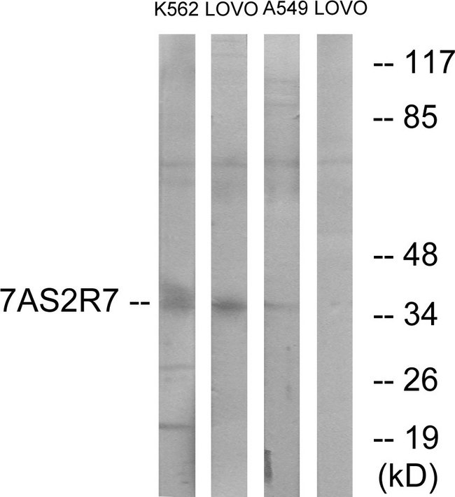 TAS2R7 / T2R7 Antibody - Western blot analysis of lysates from K562, LOVO, and A549 cells, using TAS2R7 Antibody. The lane on the right is blocked with the synthesized peptide.