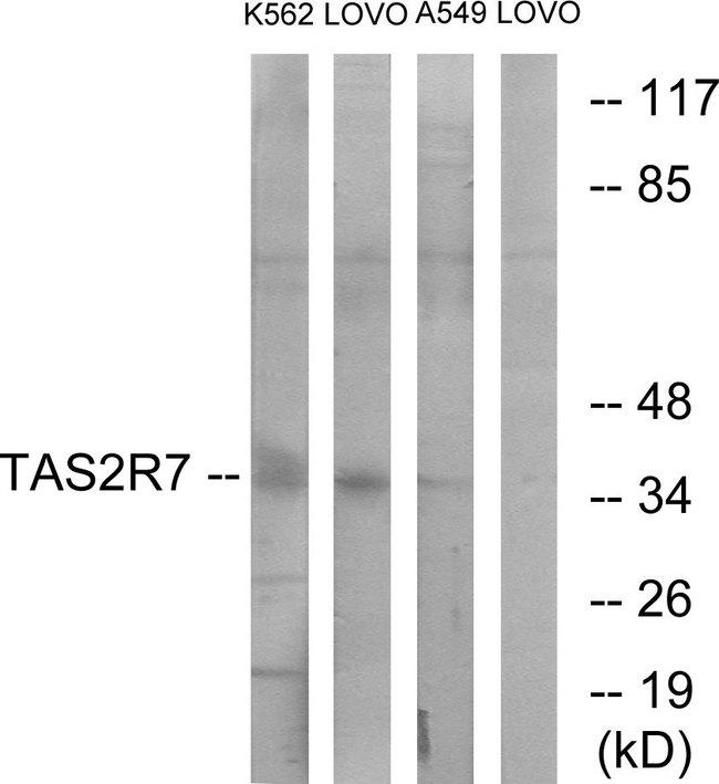 TAS2R7 / T2R7 Antibody - Western blot analysis of extracts from K562 cells, LOVO cells and A549 cells, using TAS2R7 antibody.