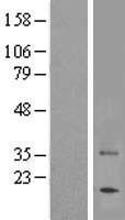 TAS2R7 / T2R7 Protein - Western validation with an anti-DDK antibody * L: Control HEK293 lysate R: Over-expression lysate