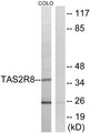 TAS2R8 / T2R8 Antibody - Western blot analysis of lysates from COLO cells, using TAS2R8 Antibody. The lane on the right is blocked with the synthesized peptide.