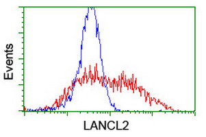 TASP / LANCL2 Antibody - HEK293T cells transfected with either overexpress plasmid (Red) or empty vector control plasmid (Blue) were immunostained by anti-LANCL2 antibody, and then analyzed by flow cytometry.