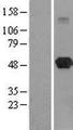 TASP / LANCL2 Protein - Western validation with an anti-DDK antibody * L: Control HEK293 lysate R: Over-expression lysate